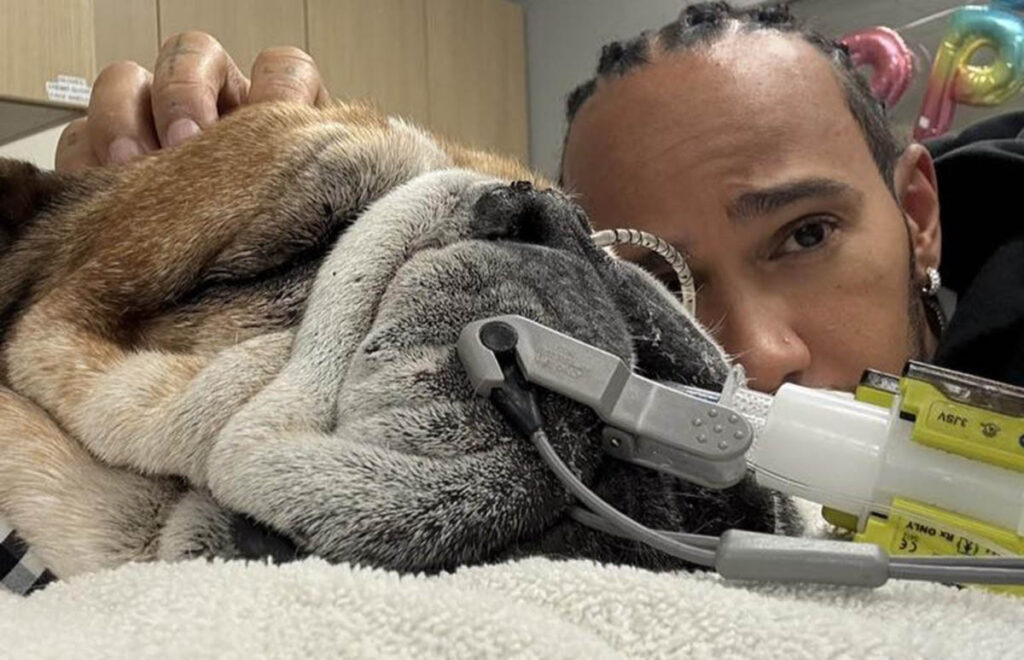 Hamilton con il suo cane Roscoe il bulldog in coma
